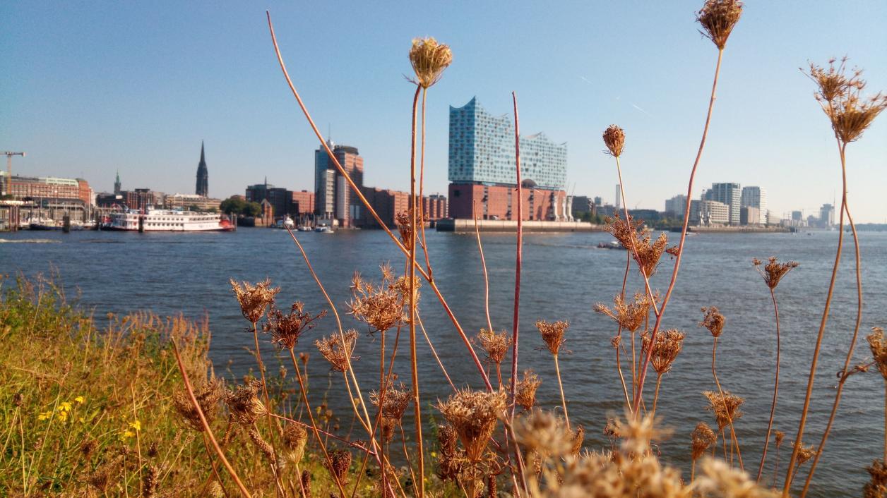 Wilde Möhre und die Elbphilharmonie, Foto: Gisela Bertram