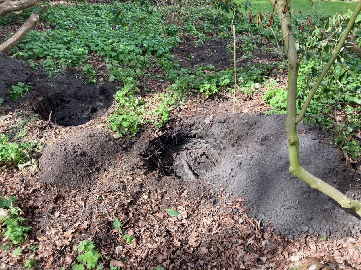 Pflanzlöcher mit dicken Wurzeln, Foto: Ina Behrensmeyer