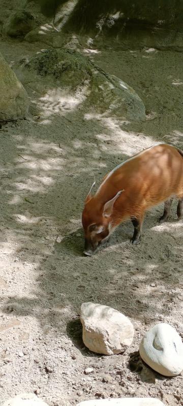 Tierpark Hagenbeck