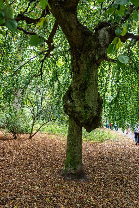 Rundgang: "Jacobipark"